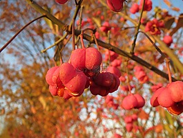 大葉黃楊衛(wèi)矛,主軸,歐洲主軸