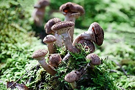 蜜环菌,蘑菇,布朗
