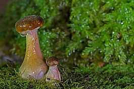 蘑菇,蘑菇對夫婦,蘑菇組