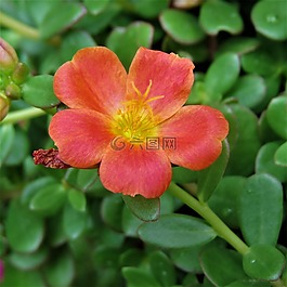 花,黄色,锈