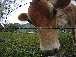 牛,動物,農(nóng)業(yè)