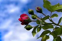 玫瑰,芽,開花