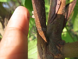 刺,手指,植物