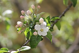 春天,蘋果樹,布魯姆