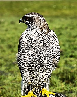 捕食鳥,鳥,捕食者