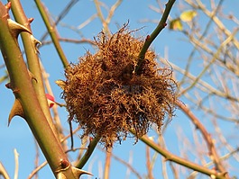 diplolepis薔薇,玫瑰bedeguar膽,羅賓的枕形膽