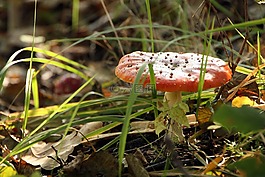 蘑菇,森林,性質(zhì)