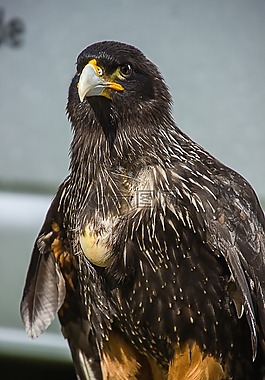 捕食鳥,鳥,捕食者