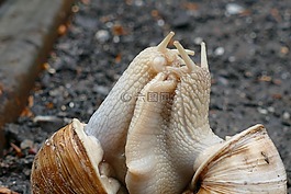 蝸牛,交配,配對