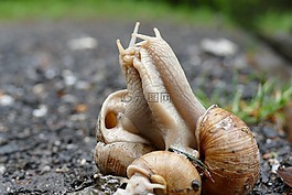 蝸牛,交配,配對
