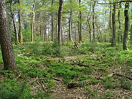 rotsohlberg,腭森林,返回頁(yè)首