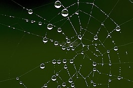 蜘蛛網,露水,秋季