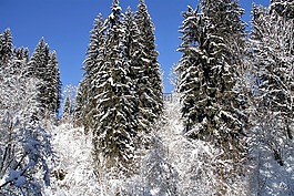 冬天,雪,冷
