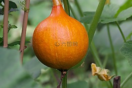 南瓜,北海道,蔬菜