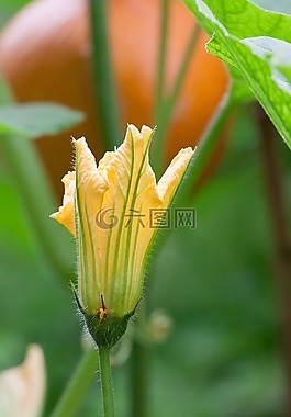 南瓜,北海道,蔬菜