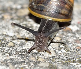 軟體動物,無脊椎動物,蝸牛