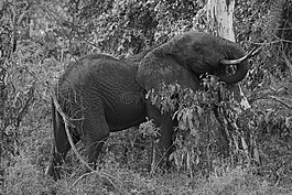 象,樹,野生動物園