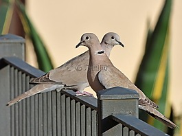 鳥,斑鳩,斑鳩土耳其