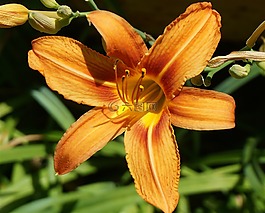 黄花菜,百合,花