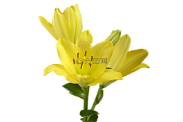 百合,花,開花