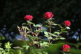 玫瑰,紅色,鮮花