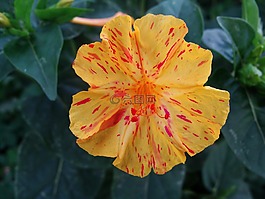 鮮花,性質(zhì),黃