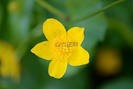 沼泽红假单胞菌 caltha,宏,开花