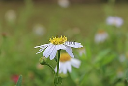 黛西,花,花朵