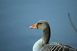 鵝,鳥,野鵝