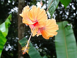 花卉,鲜花,中国芙蓉