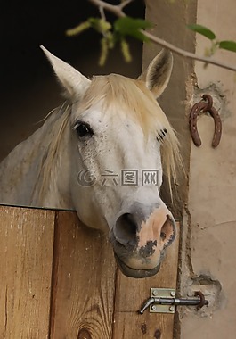 馬,哺乳動物動物,騎馬