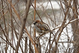 麻雀,鳥,性質(zhì)