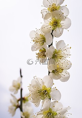 梨花,鮮花,大自然