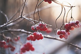 浆果,冬天,雪
