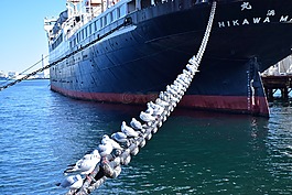海,日本,海鷗