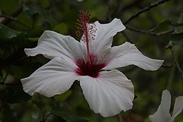 芙蓉,白,花