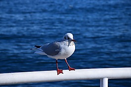 海,日本,海鷗