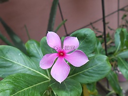 花,粉紅色,綠色