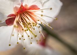 櫻花盛開,鮮花,大自然