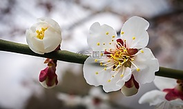 櫻花盛開,鮮花,大自然