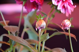 羅莎,花,性質(zhì)