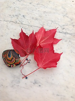 性質(zhì),美容,葉子