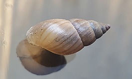 外壳,蜗牛,软体动物