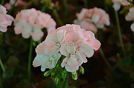 白色,花,鮮花