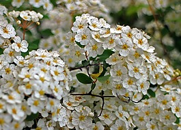 布什,spiere,開花