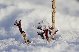 雪,射擊,希望