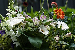 鮮花,花園,花束