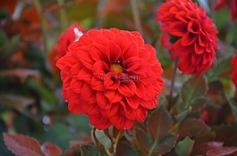 网络,花,性质