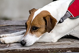 動物,狗,走獸