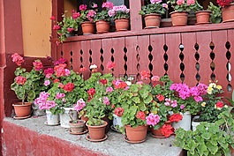 鮮花,羅馬尼亞,夏季